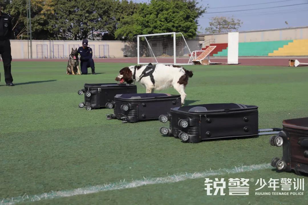 特警突擊營圓滿結營:曆經警訓淬煉,成就(jiù)英勇少(shǎo)年(nián)