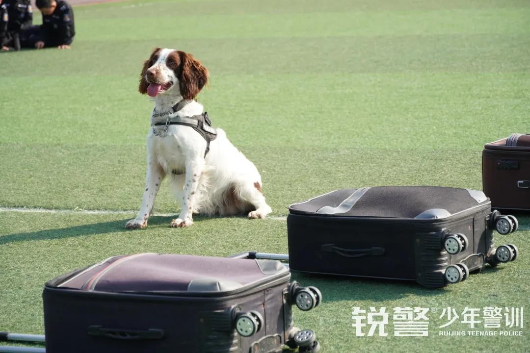 特警突擊營圓滿結營:曆經警訓淬煉,成就(jiù)英勇少(shǎo)年(nián)